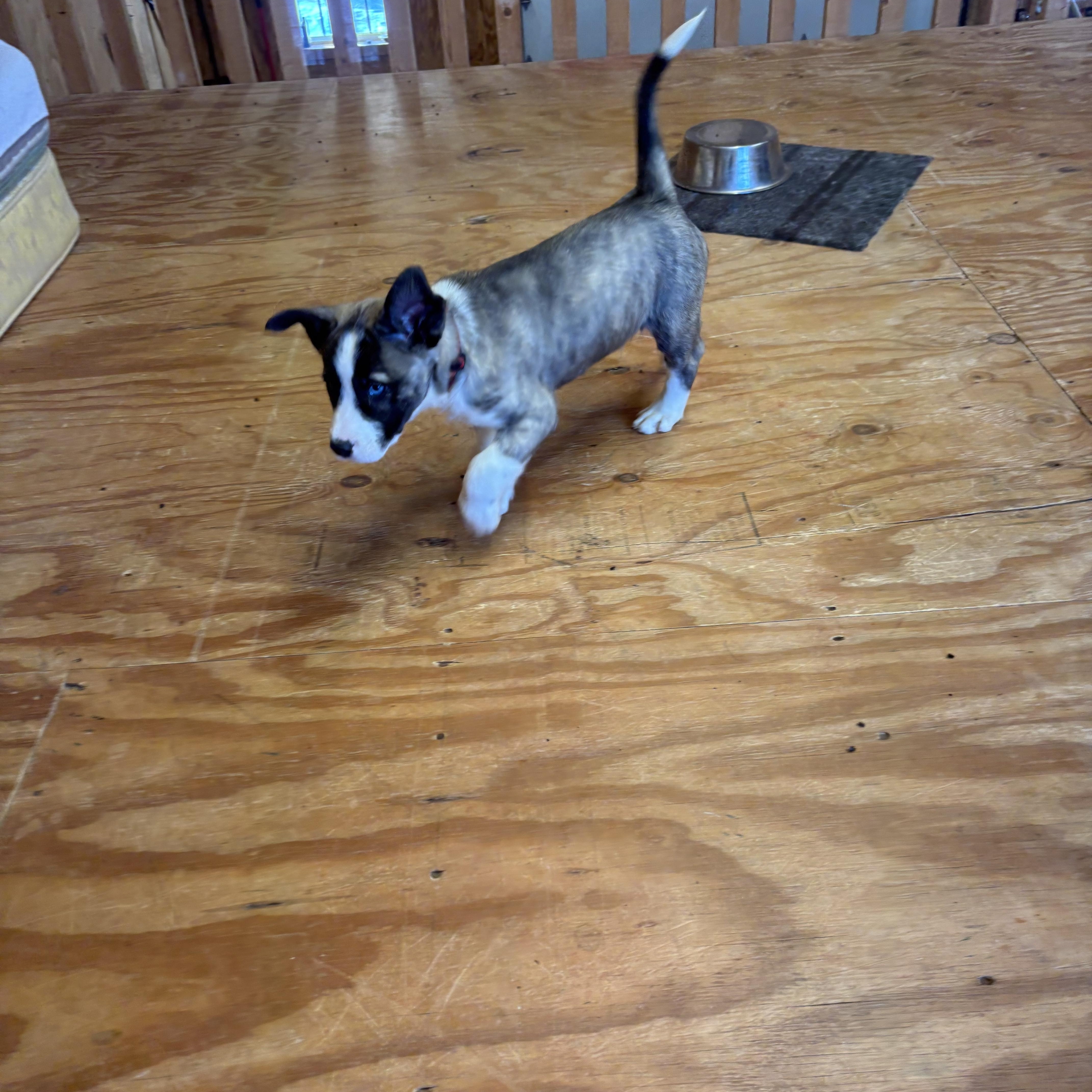 Enlarge Sarge, a ADOPTABLE mixed breed in La Motte, IA image 3/5