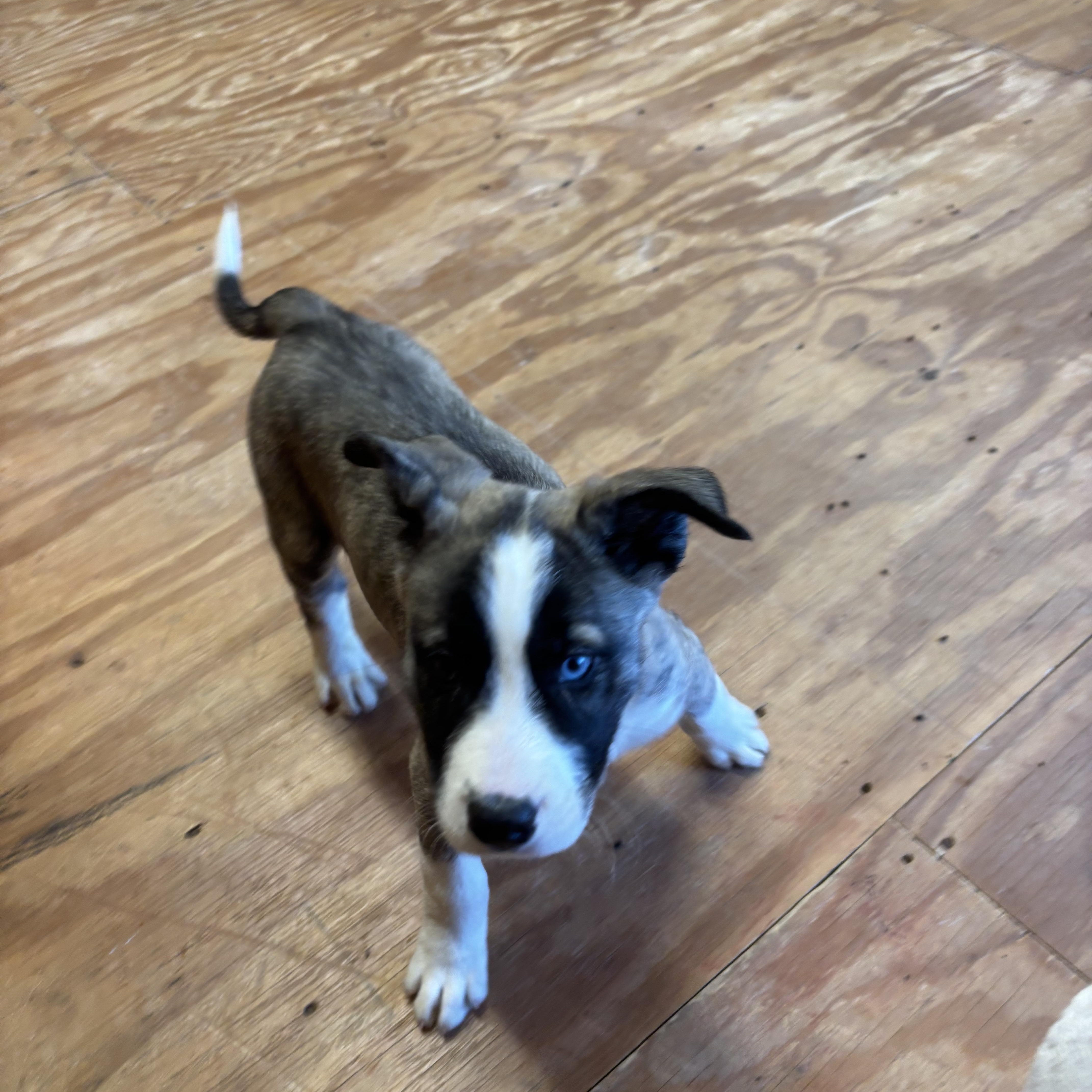 Sarge, ADOPTABLE, Puppy Male Siberian Husky.