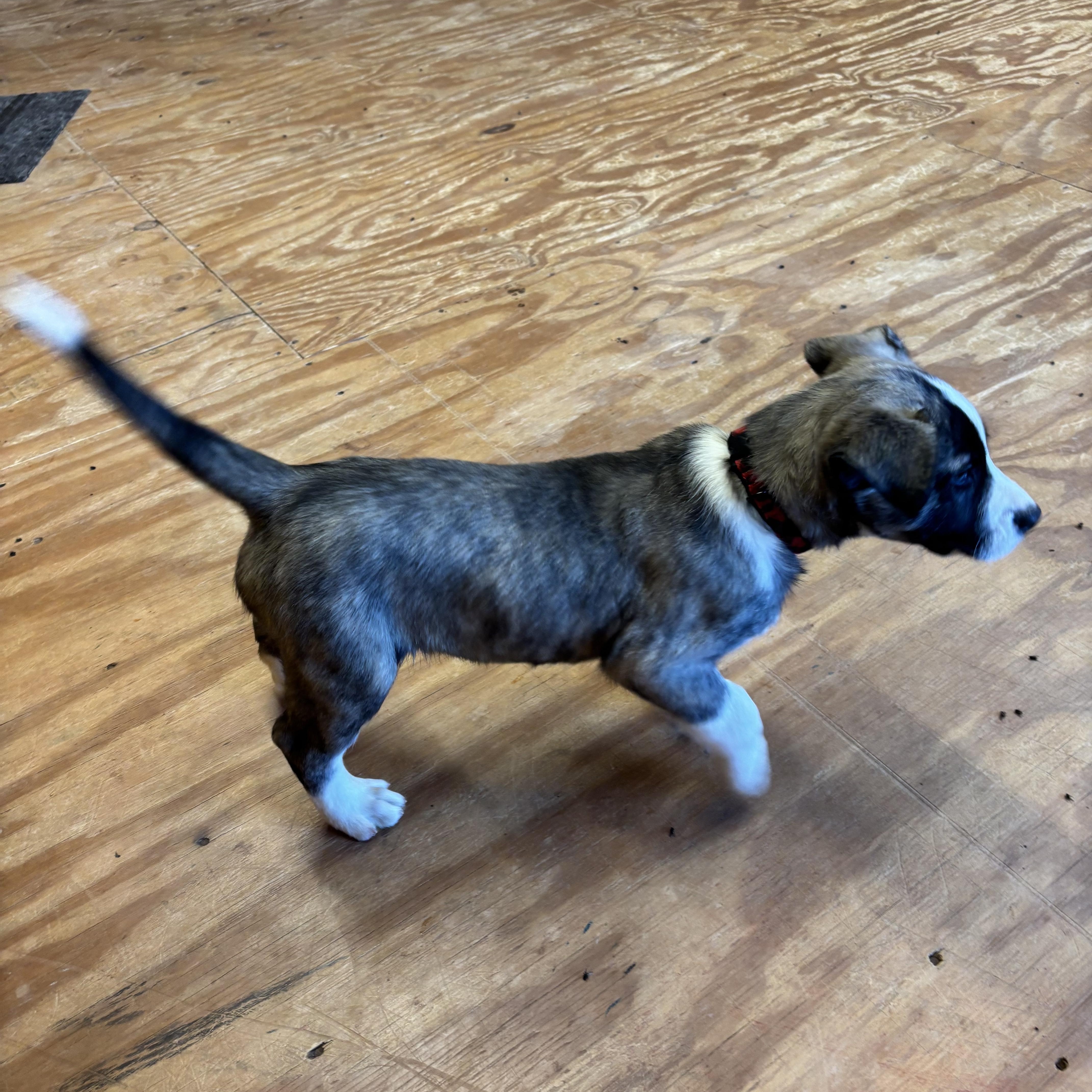 Enlarge Sarge, a ADOPTABLE mixed breed in La Motte, IA image 5/5