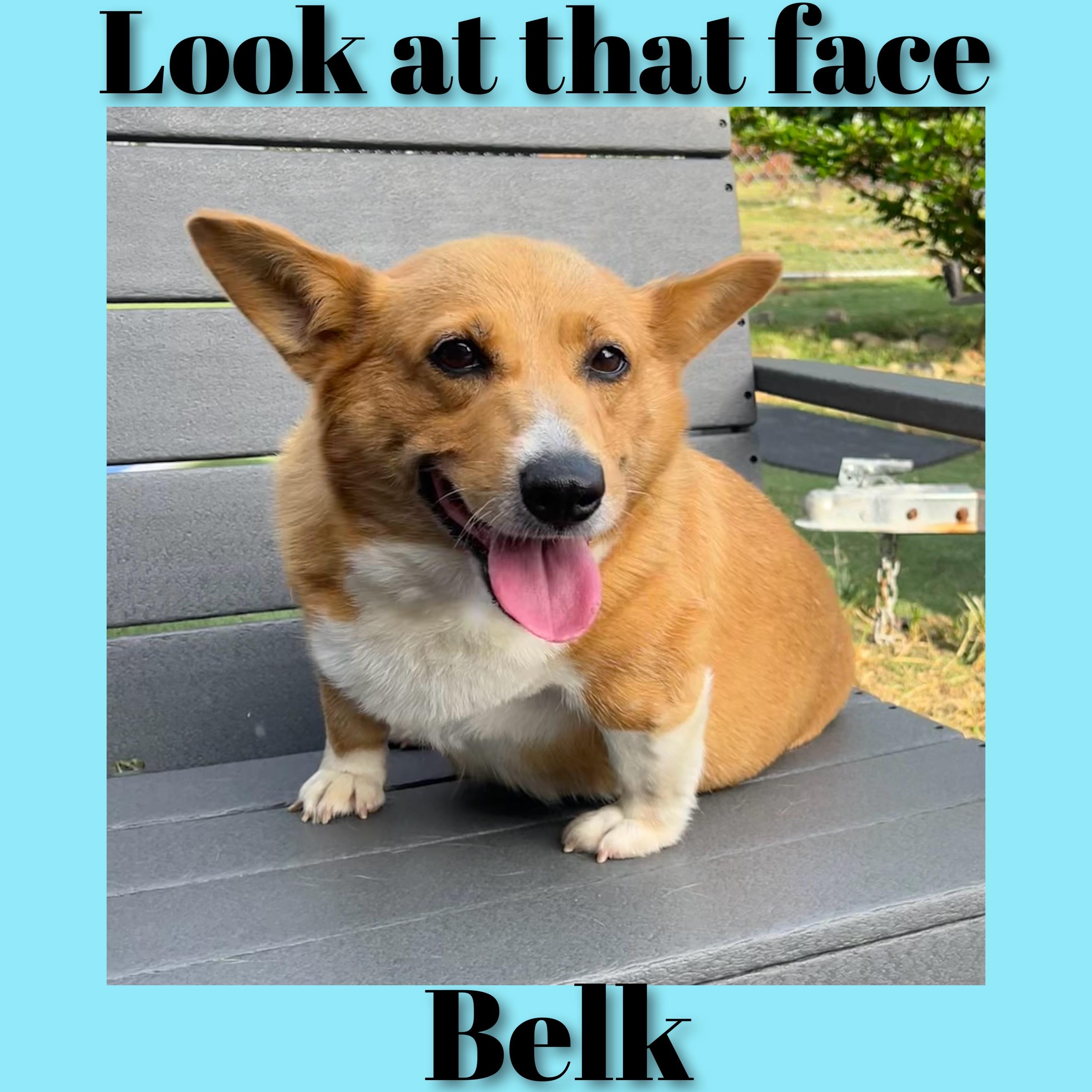 Enlarge Belk, a Adoptable Corgi in Fredericksburg, VA image 3/6