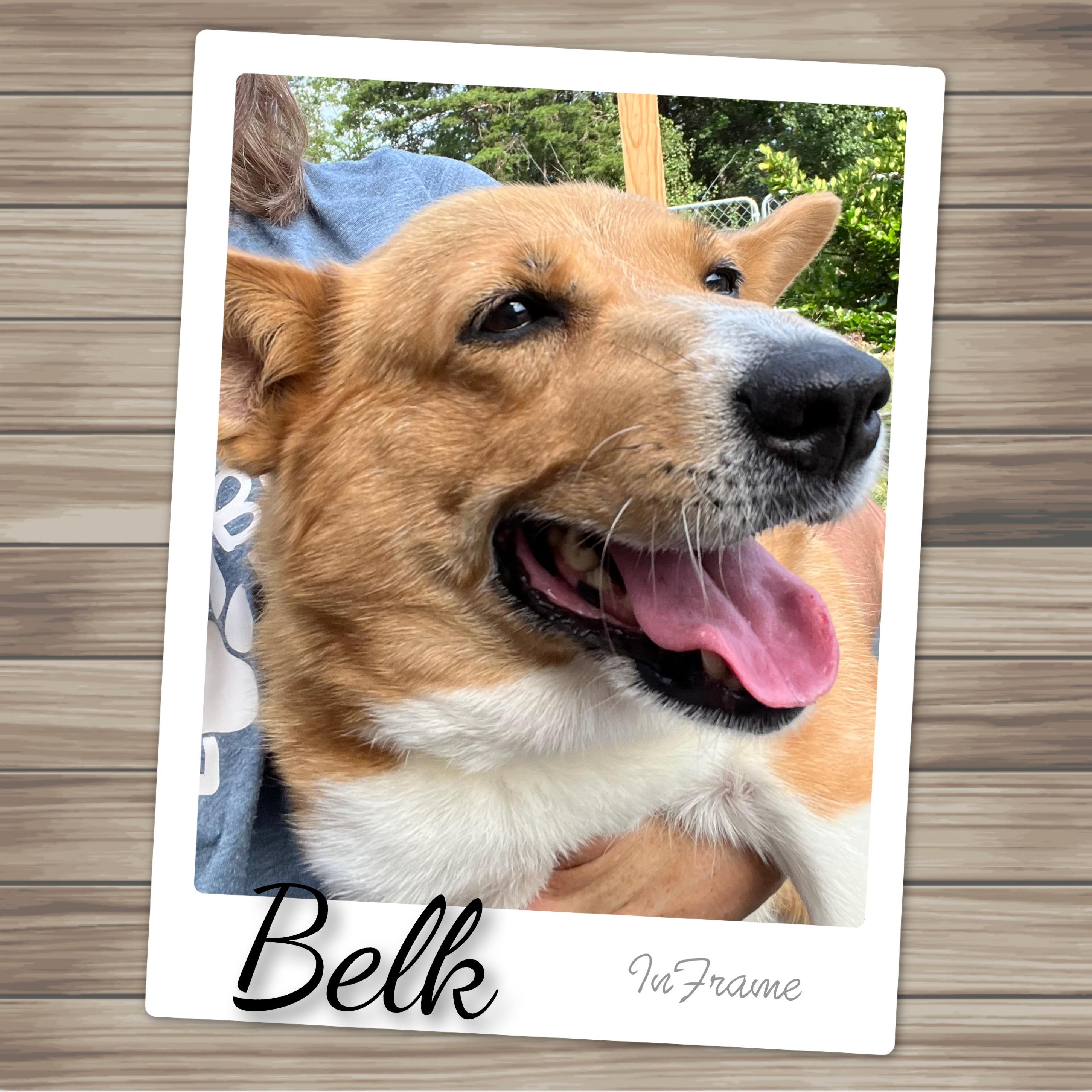 Enlarge Belk, a Adoptable Corgi in Fredericksburg, VA image 6/6