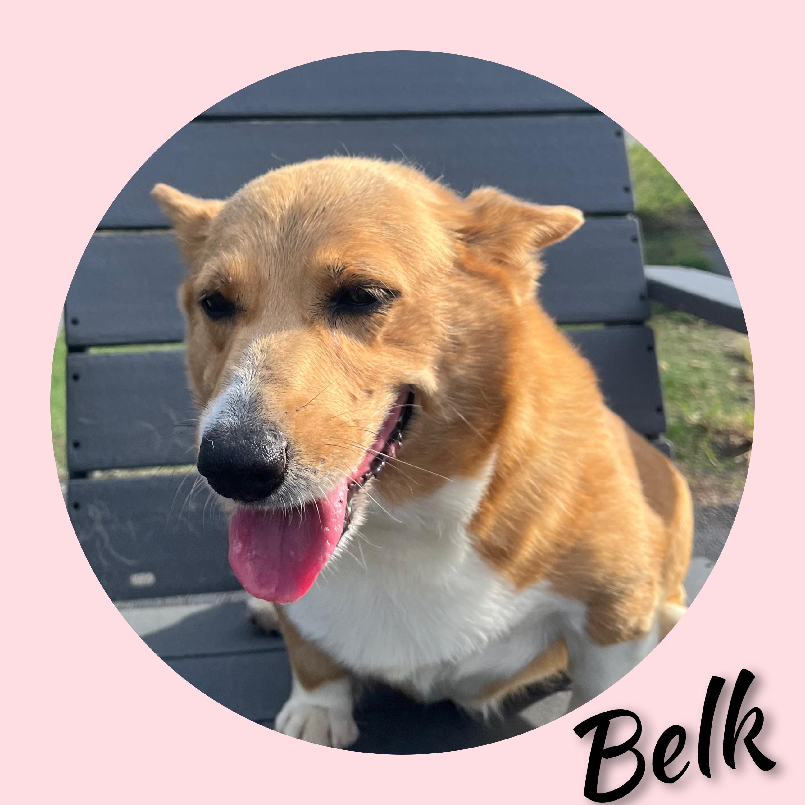 Belk, Adopted, Adult Female Corgi.