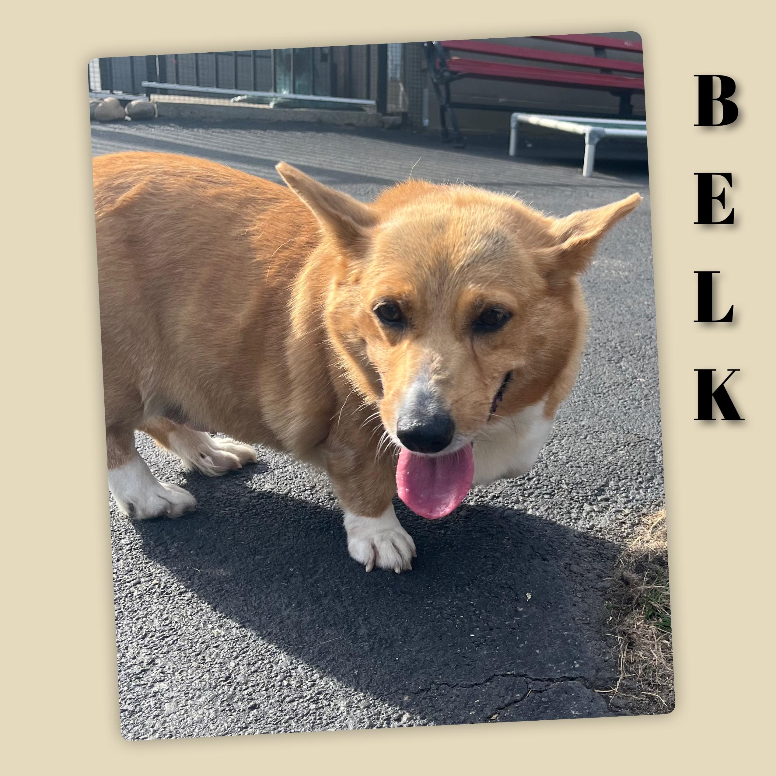 Enlarge Belk, a Adoptable Corgi in Fredericksburg, VA image 5/6