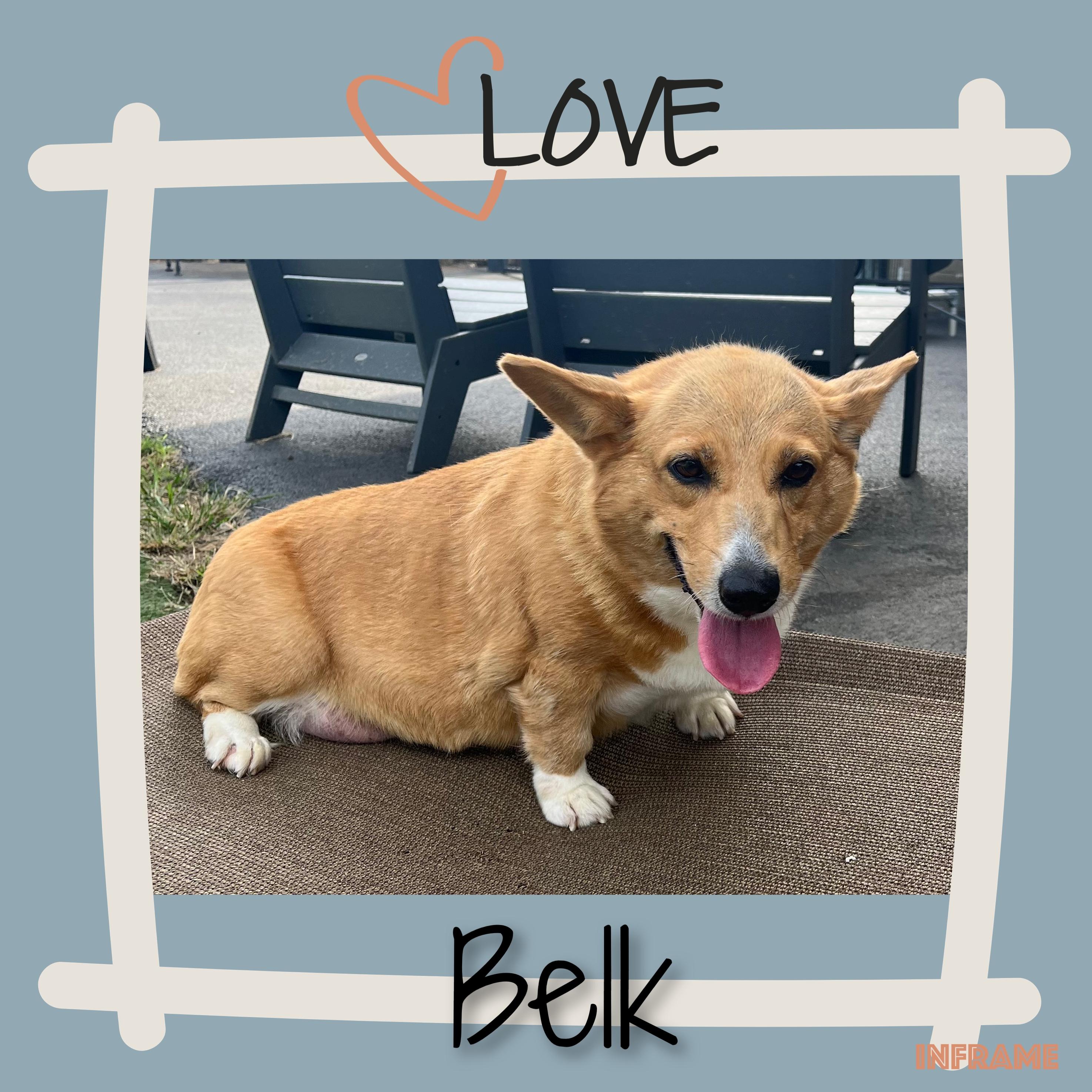 Enlarge Belk, a Adoptable Corgi in Fredericksburg, VA image 4/6