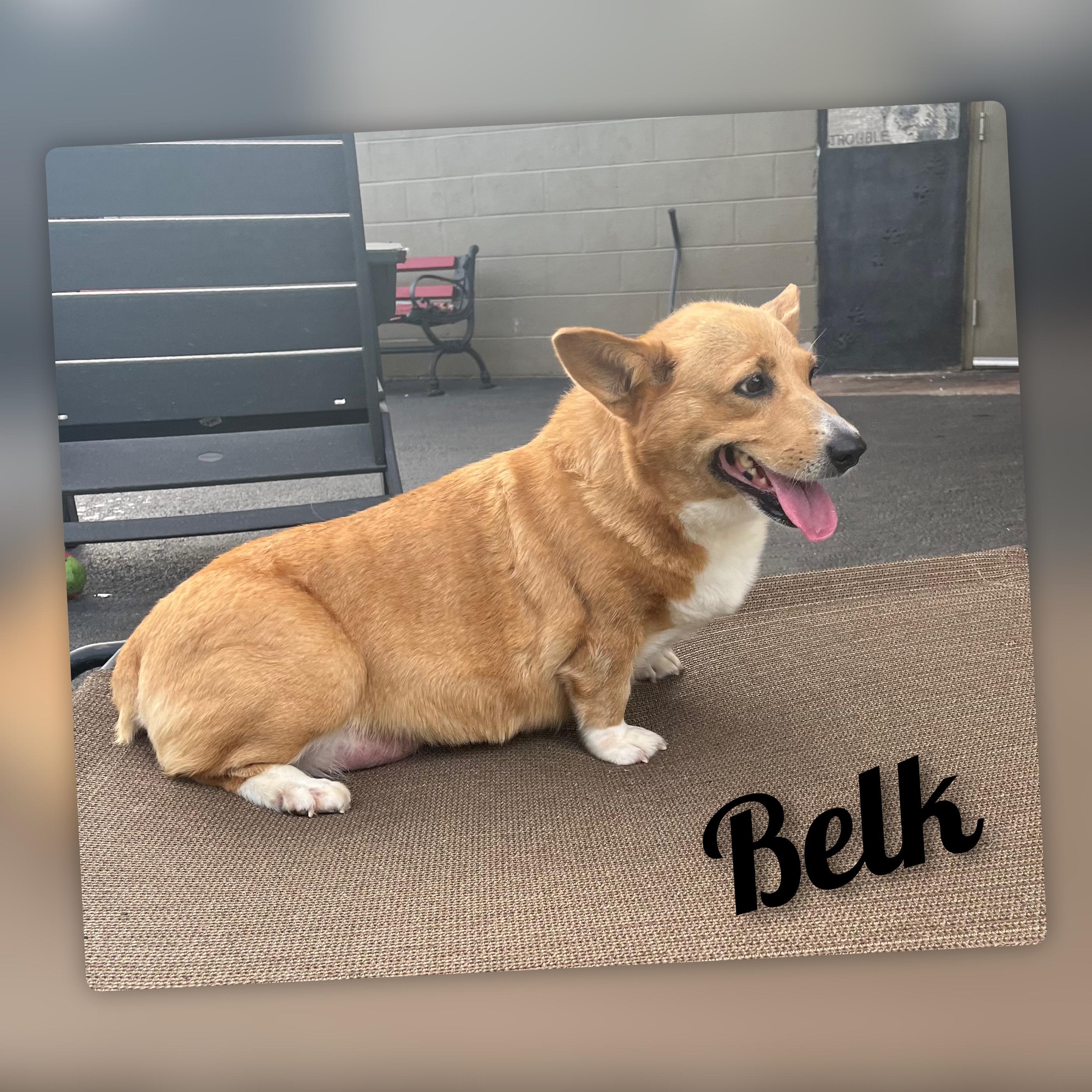 Enlarge Belk, a Adoptable Corgi in Fredericksburg, VA image 2/6