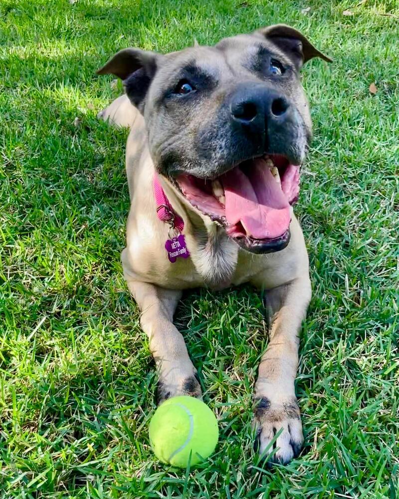 Enlarge Hope, a Adoptable mixed breed in Deltona, FL image 2/6