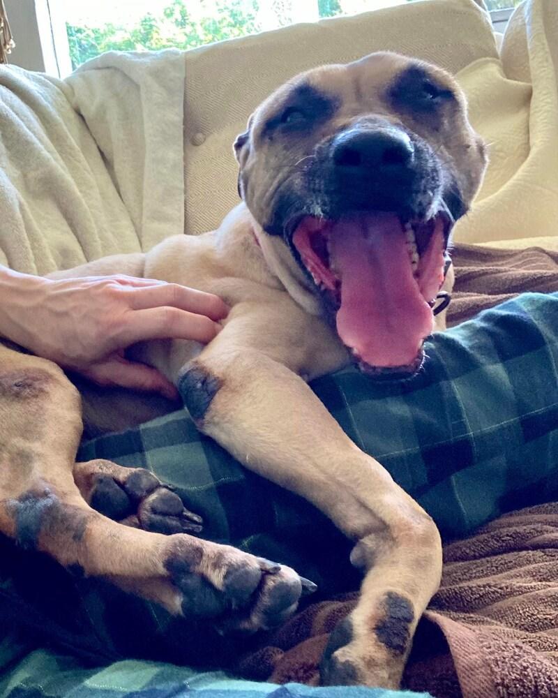 Enlarge Hope, a Adoptable mixed breed in Deltona, FL image 4/6