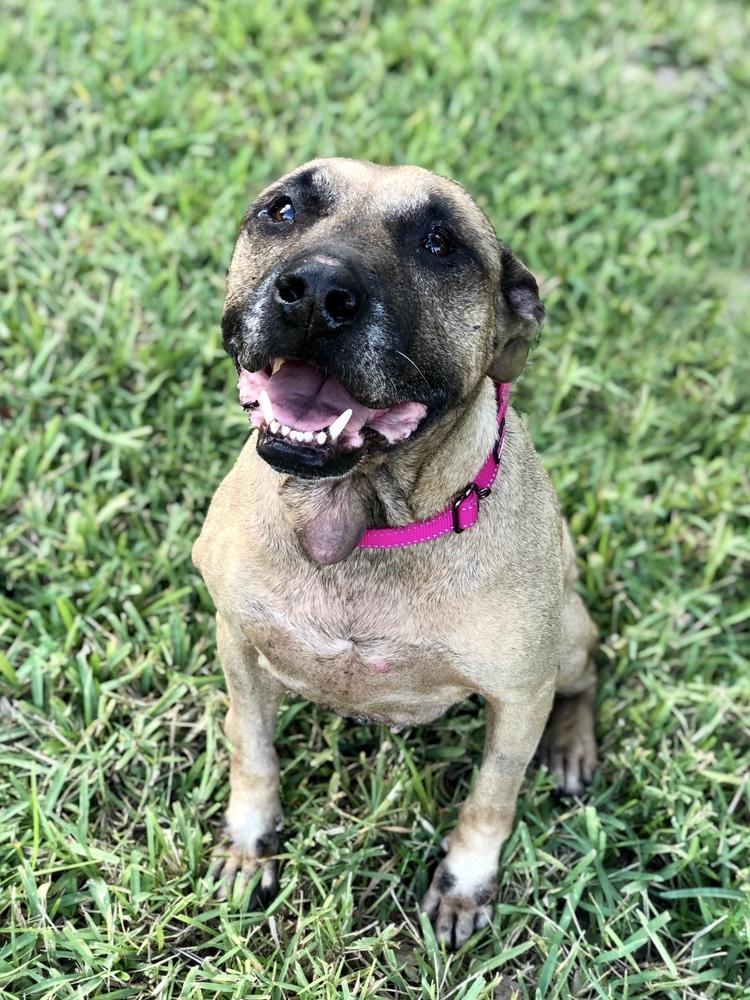 Enlarge Hope, a Adoptable mixed breed in Deltona, FL image 5/6