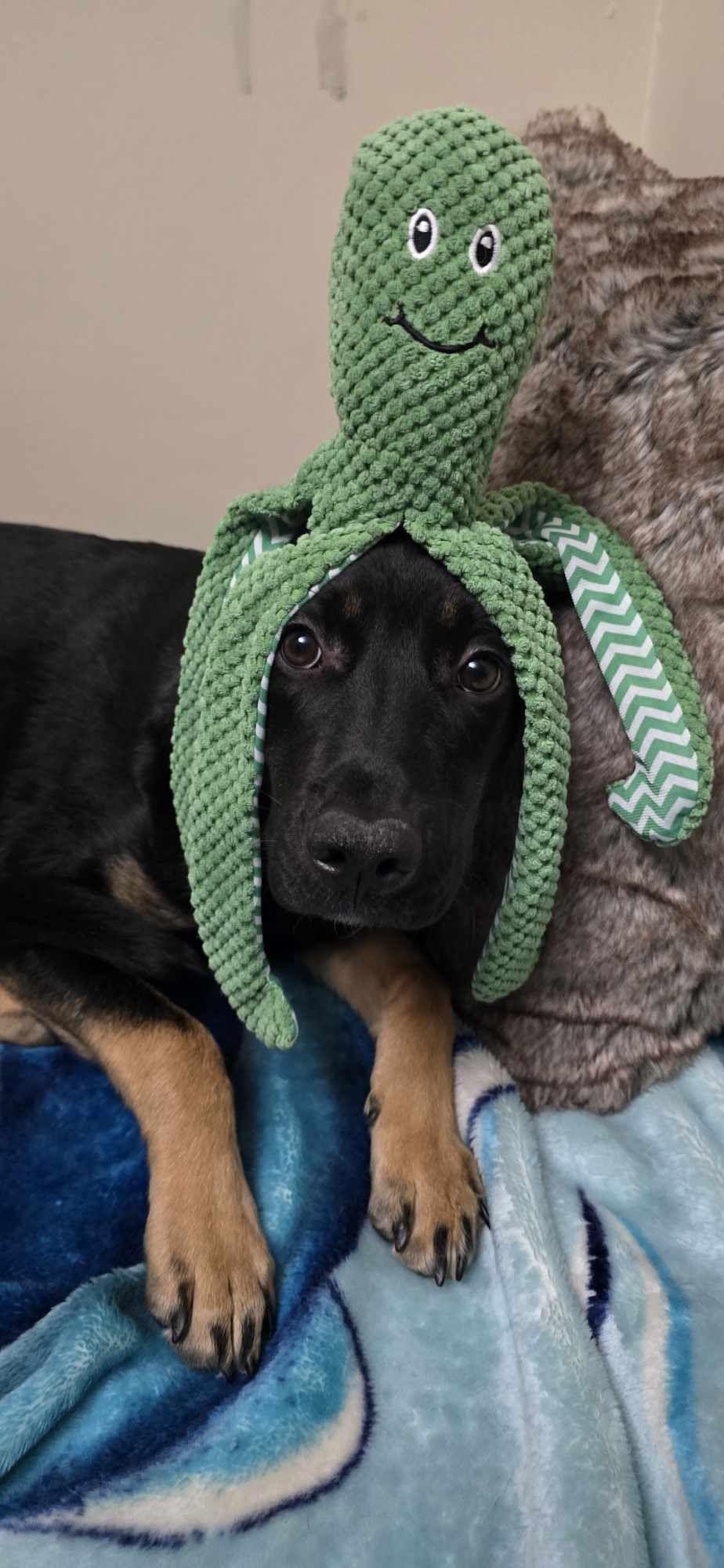 Birdie, an adoptable German Shepherd Dog in Edmonton, AB, T5Y 3N6 | Photo Image 2