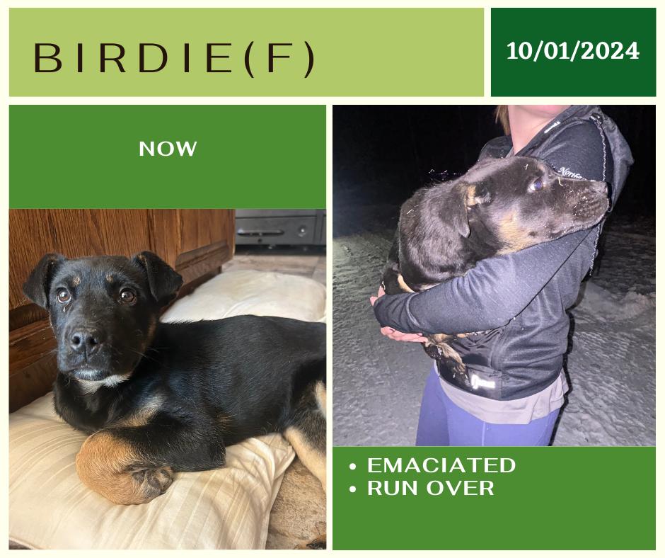Birdie, an adoptable German Shepherd Dog in Edmonton, AB, T5Y 3N6 | Photo Image 1