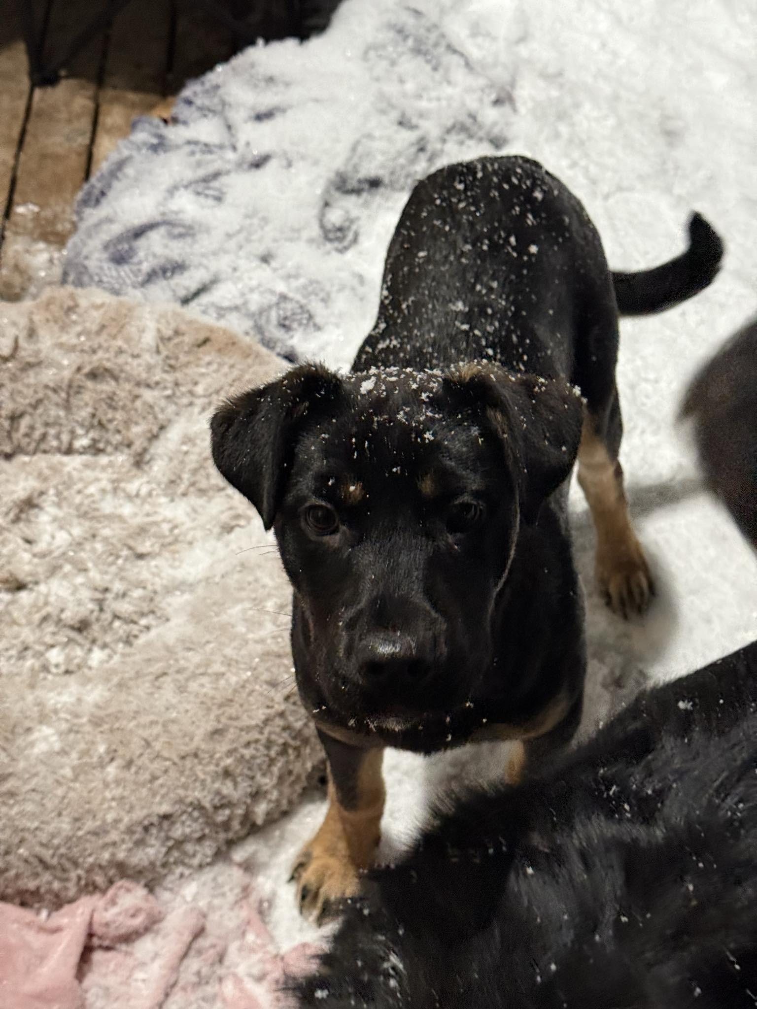 Birdie, an adoptable German Shepherd Dog in Edmonton, AB, T5Y 3N6 | Photo Image 5