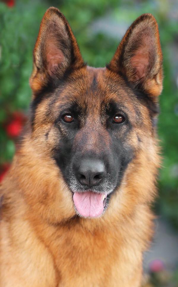 *Natasha von Neumak , adopted, Young Female German Shepherd Dog.