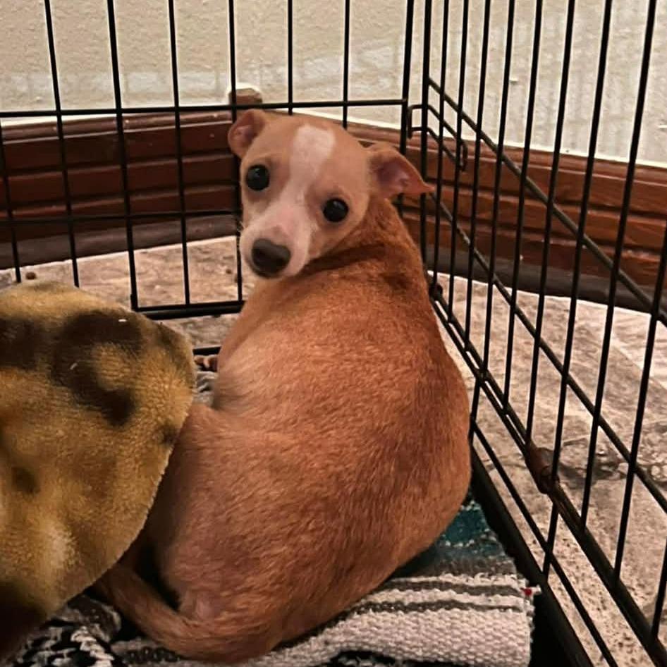 Baby Face, a Adoptable Chihuahua in Katy, TX image 1/5