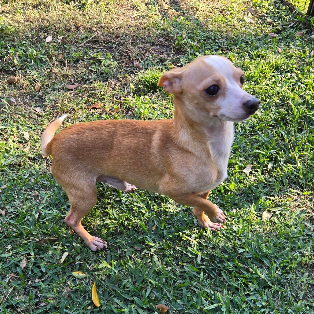 Baby Face, a Adoptable Chihuahua in Katy, TX image 2/5