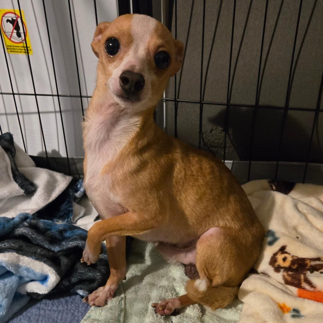 Baby Face, a Adoptable Chihuahua in Katy, TX image 3/5