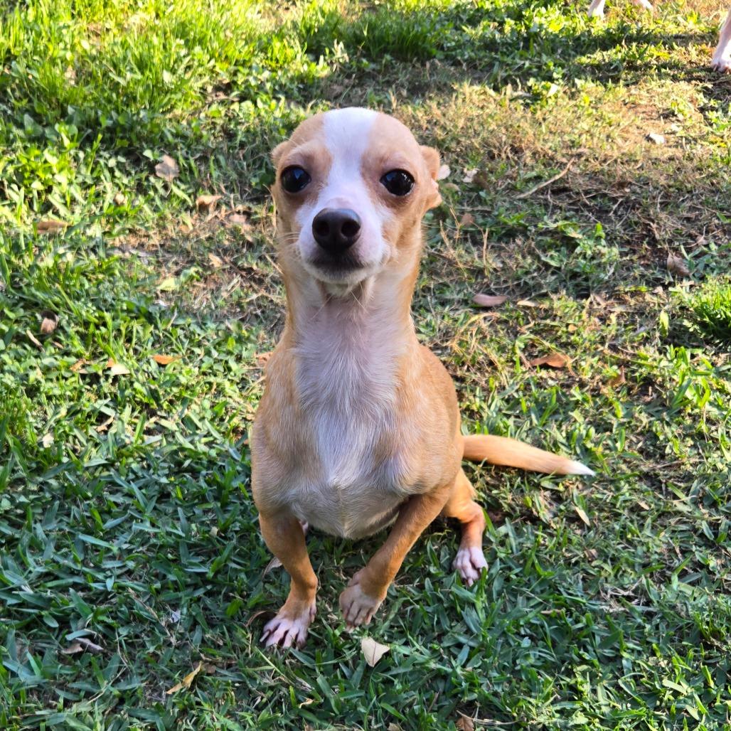 Baby Face, a Adoptable Chihuahua in Katy, TX image 4/5
