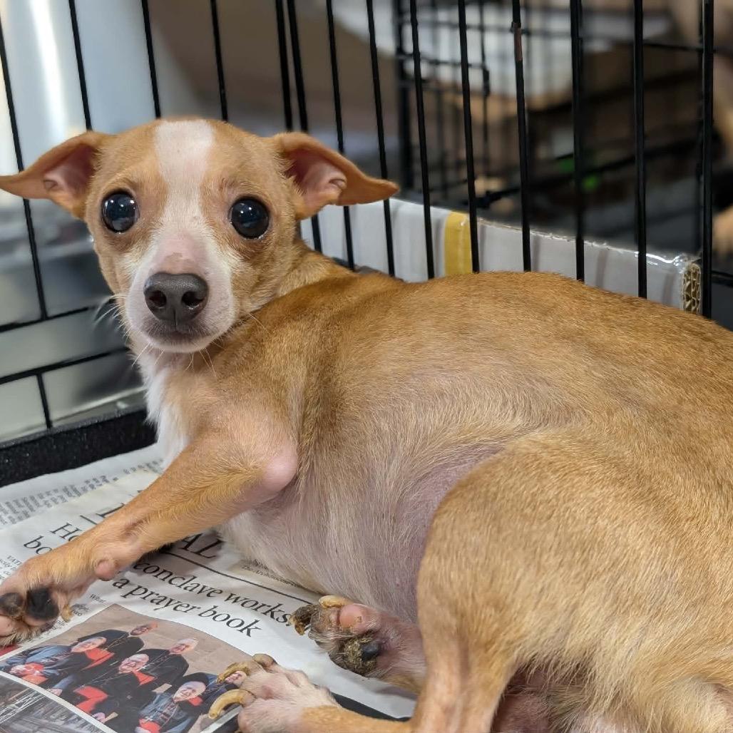 Baby Face, a Adoptable Chihuahua in Katy, TX image 5/5