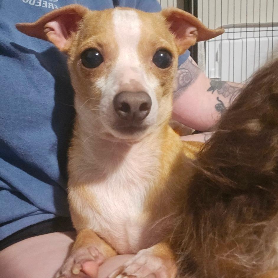 Enlarge Baby Face, a Adoptable Chihuahua in Katy, TX image 6/6