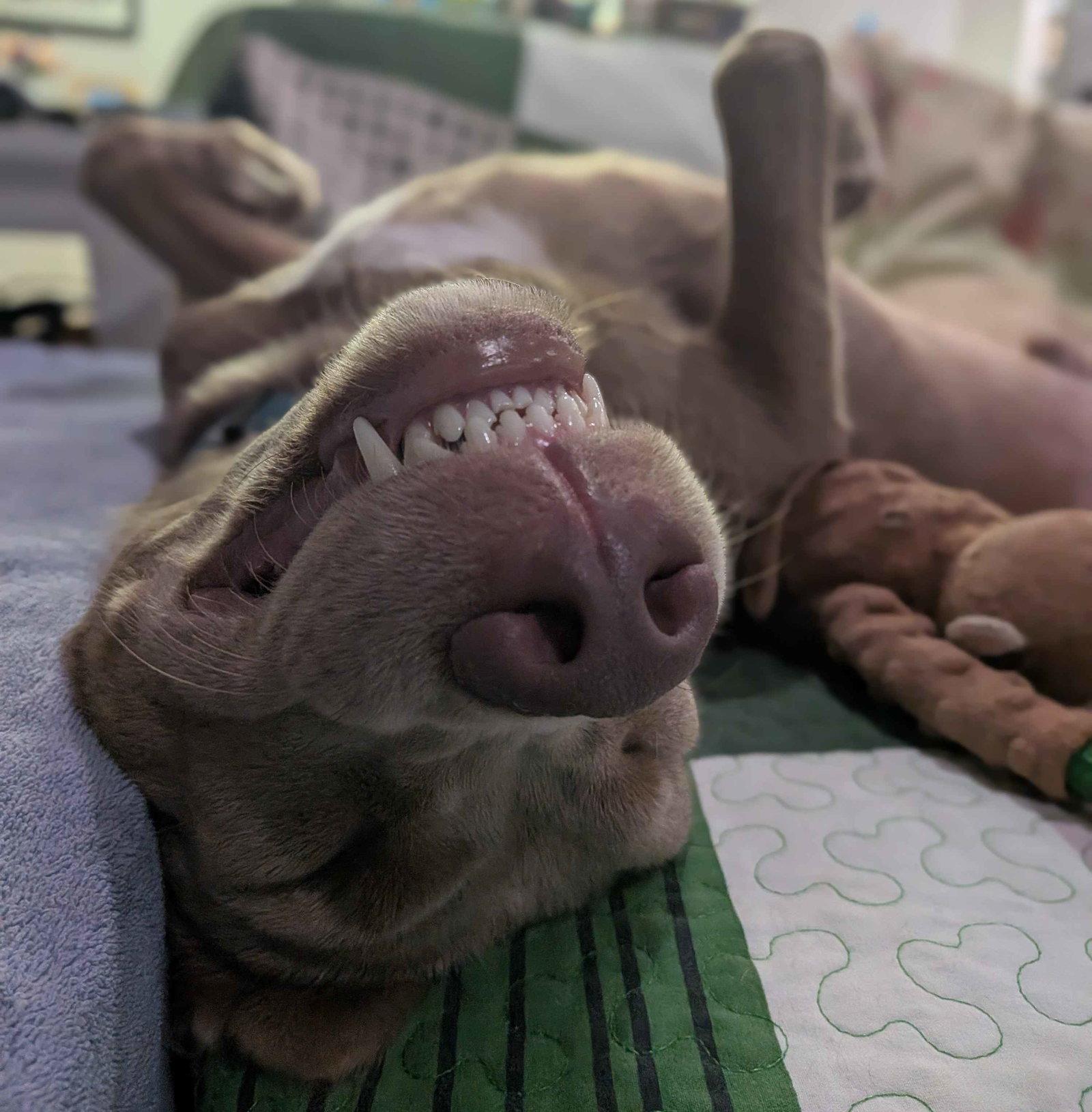 Charlie Chaplin, a Adoptable mixed breed in Fort Worth, TX image 3/3