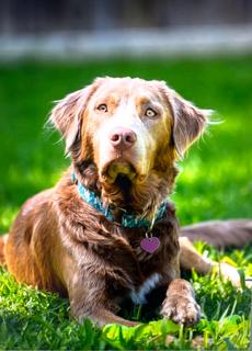 Charlie Chaplin, Adoptable, Adult Male Golden Retriever & Weimaraner.