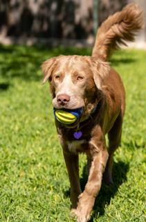 Charlie Chaplin, a Adoptable mixed breed in Fort Worth, TX image 2/3