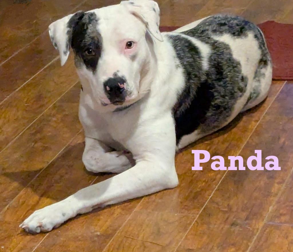Panda, Adopted, Puppy Female American Staffordshire Terrier.