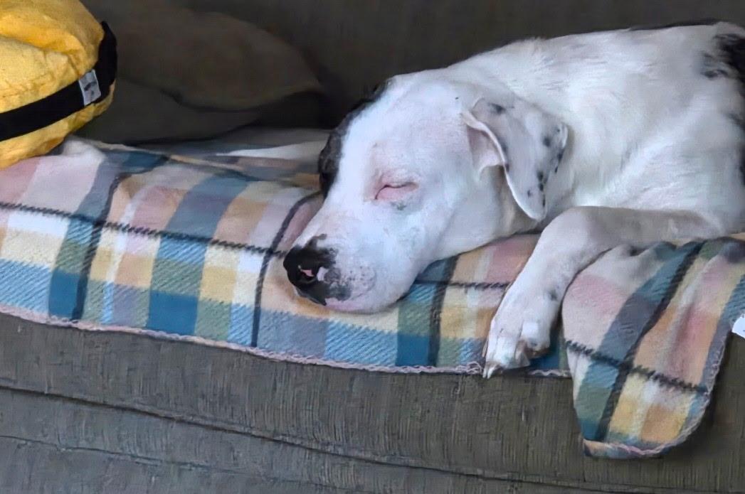 Panda, a Adopted mixed breed in Houston, TX image 3/3