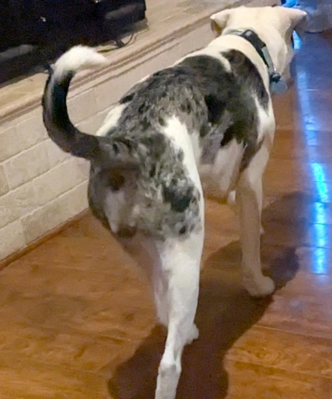 Panda, a Adopted mixed breed in Houston, TX image 2/3