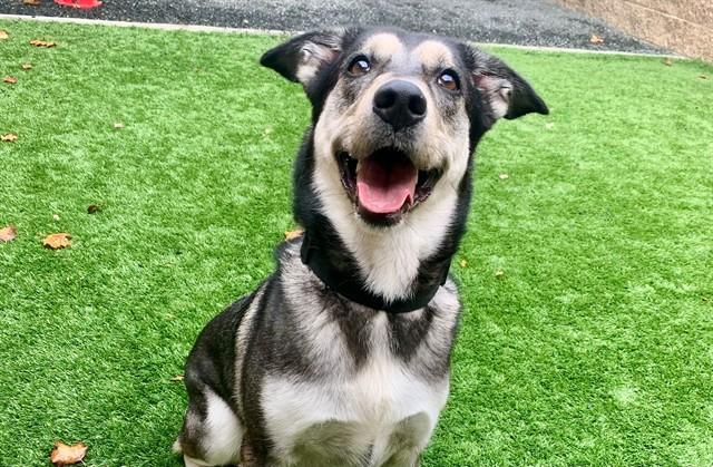 Enlarge NYLA, a Adoptable mixed breed in Moreno Valley, CA image 1/1