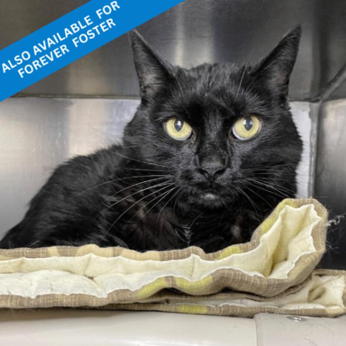Shadow, Adoptable, Senior Male Domestic Medium Hair.
