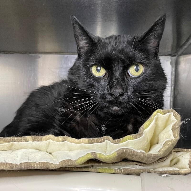 Shadow, a Adoptable Domestic Medium Hair in Roanoke, VA image 2/2