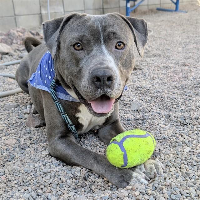 ZEEKE, Adoptable, Young Male Pit Bull Terrier.