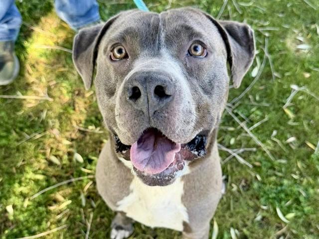 ZEEKE, Adoptable, Young Male Pit Bull Terrier.