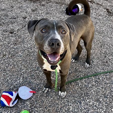 ZEEKE, Adoptable, Young Male Pit Bull Terrier.