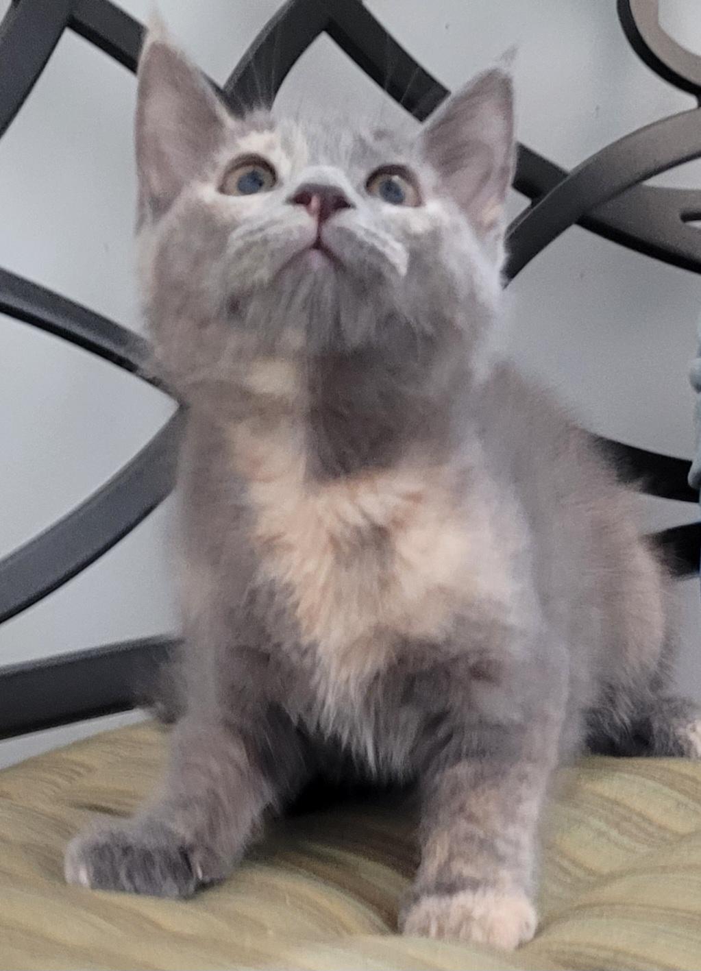 Peppermint, Adoptable, Young Female Domestic Short Hair.