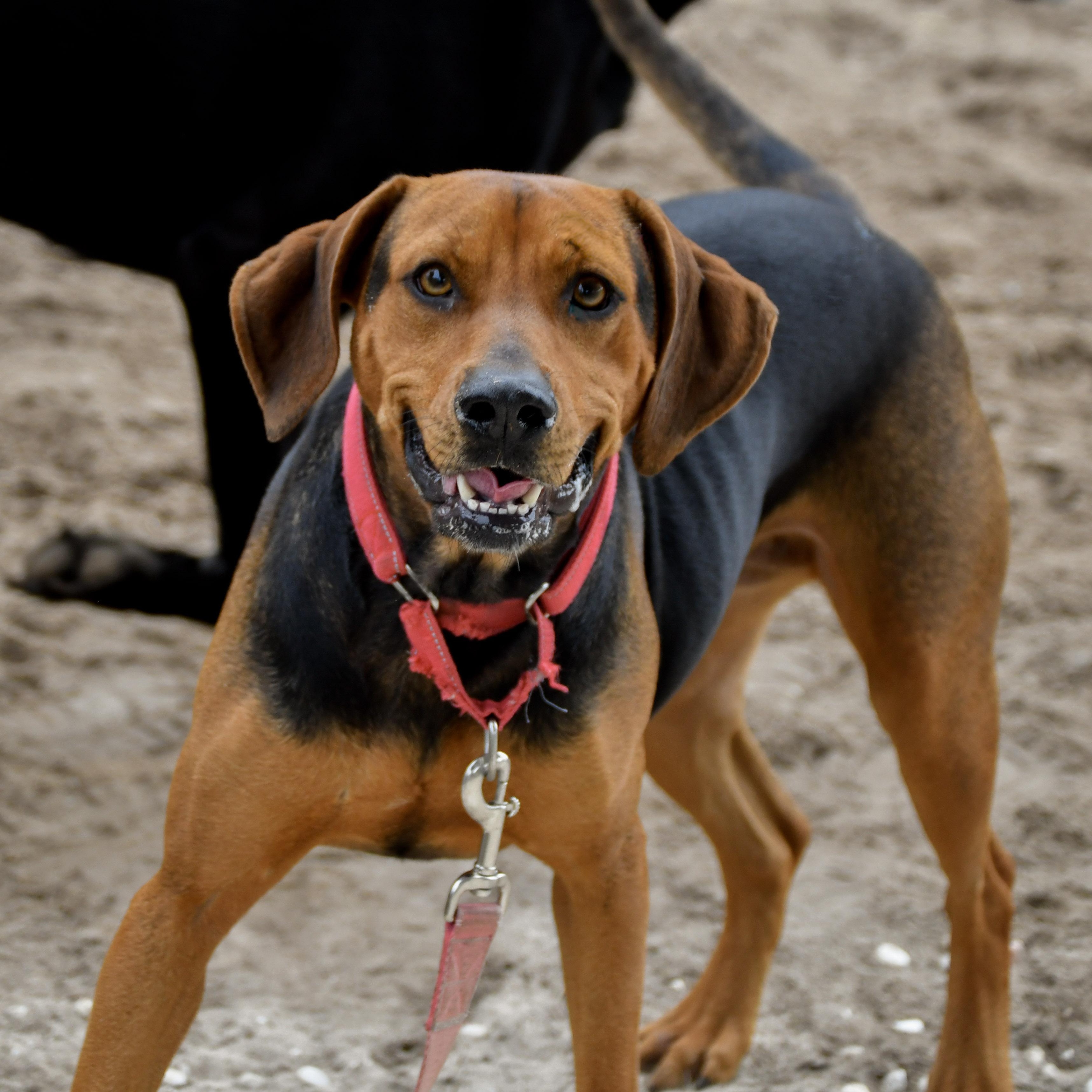 Enlarge Aubrey, a ADOPTABLE mixed breed in Defuniak Springs, FL image 5/6