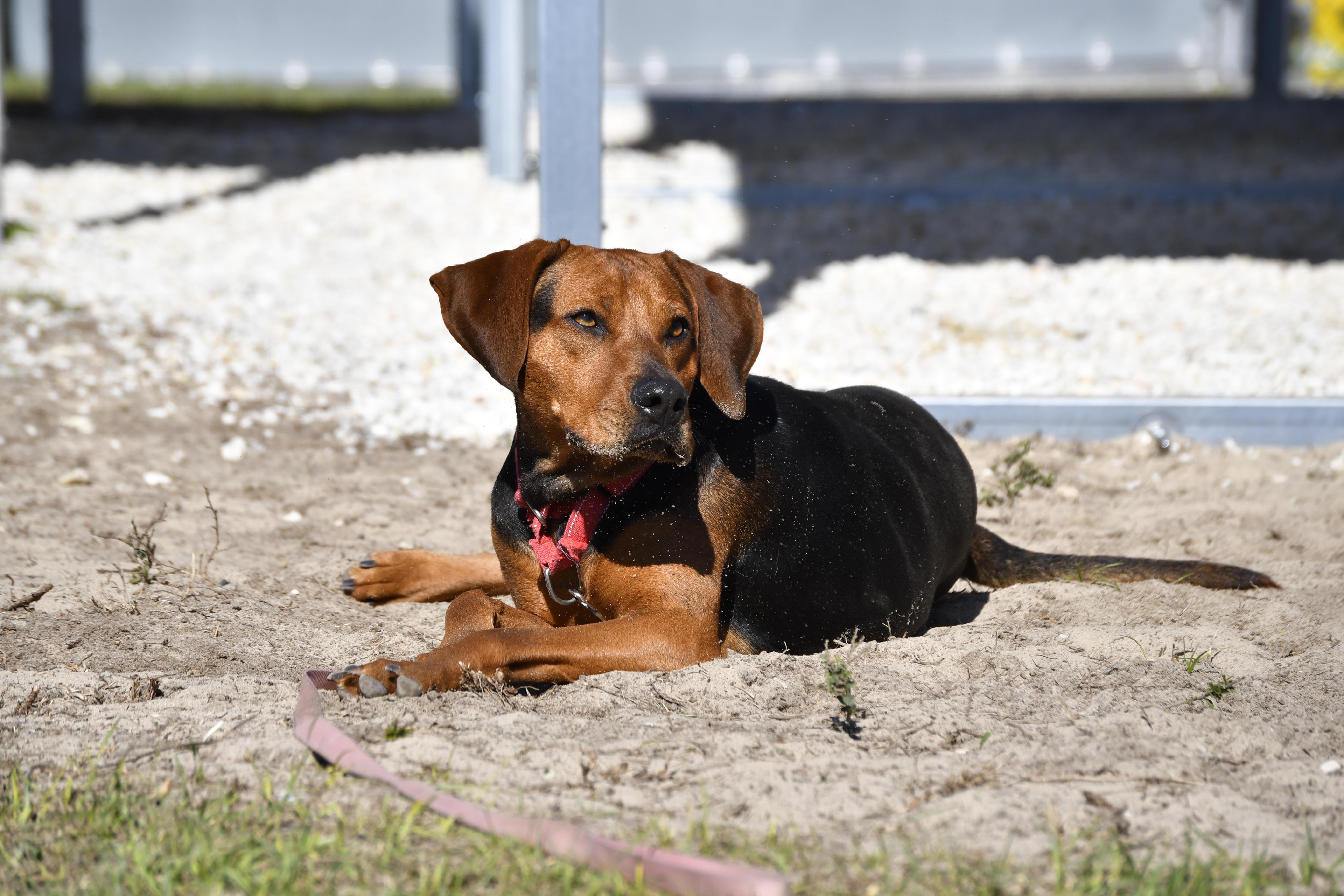 Enlarge Aubrey, a ADOPTABLE mixed breed in Defuniak Springs, FL image 4/6