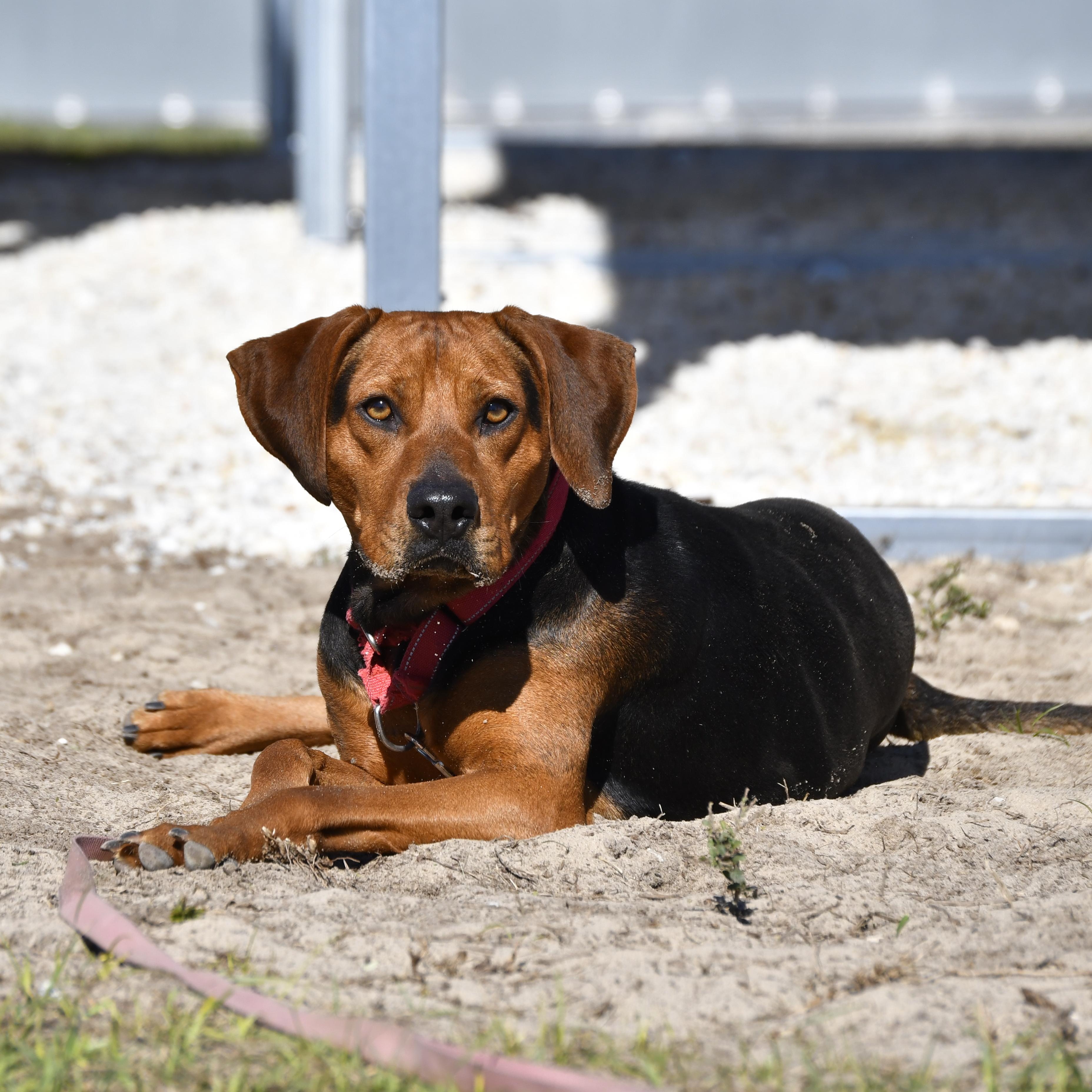 Enlarge Aubrey, a ADOPTABLE mixed breed in Defuniak Springs, FL image 1/6