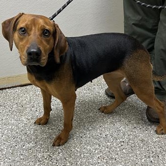 Enlarge Aubrey, a ADOPTABLE mixed breed in Defuniak Springs, FL image 1/1