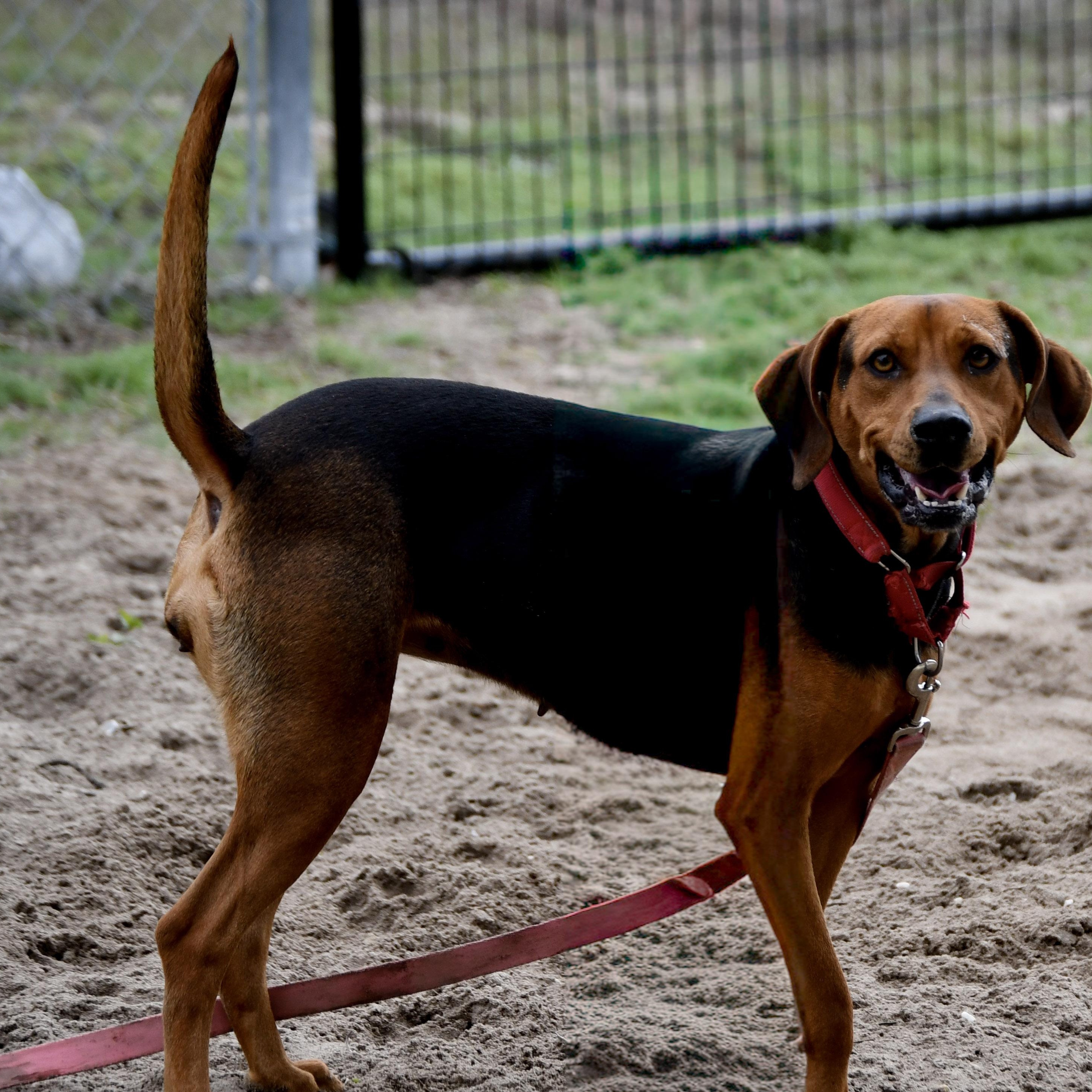 Enlarge Aubrey, a ADOPTABLE mixed breed in Defuniak Springs, FL image 2/6
