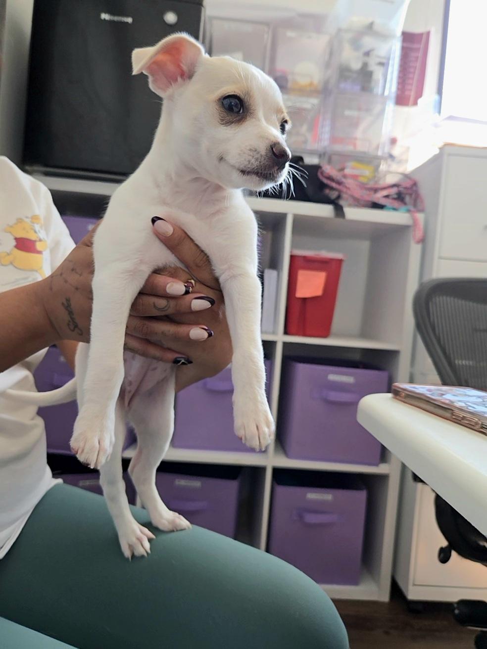 Fenty, a ADOPTABLE mixed breed in West Hollywood, CA image 3/5