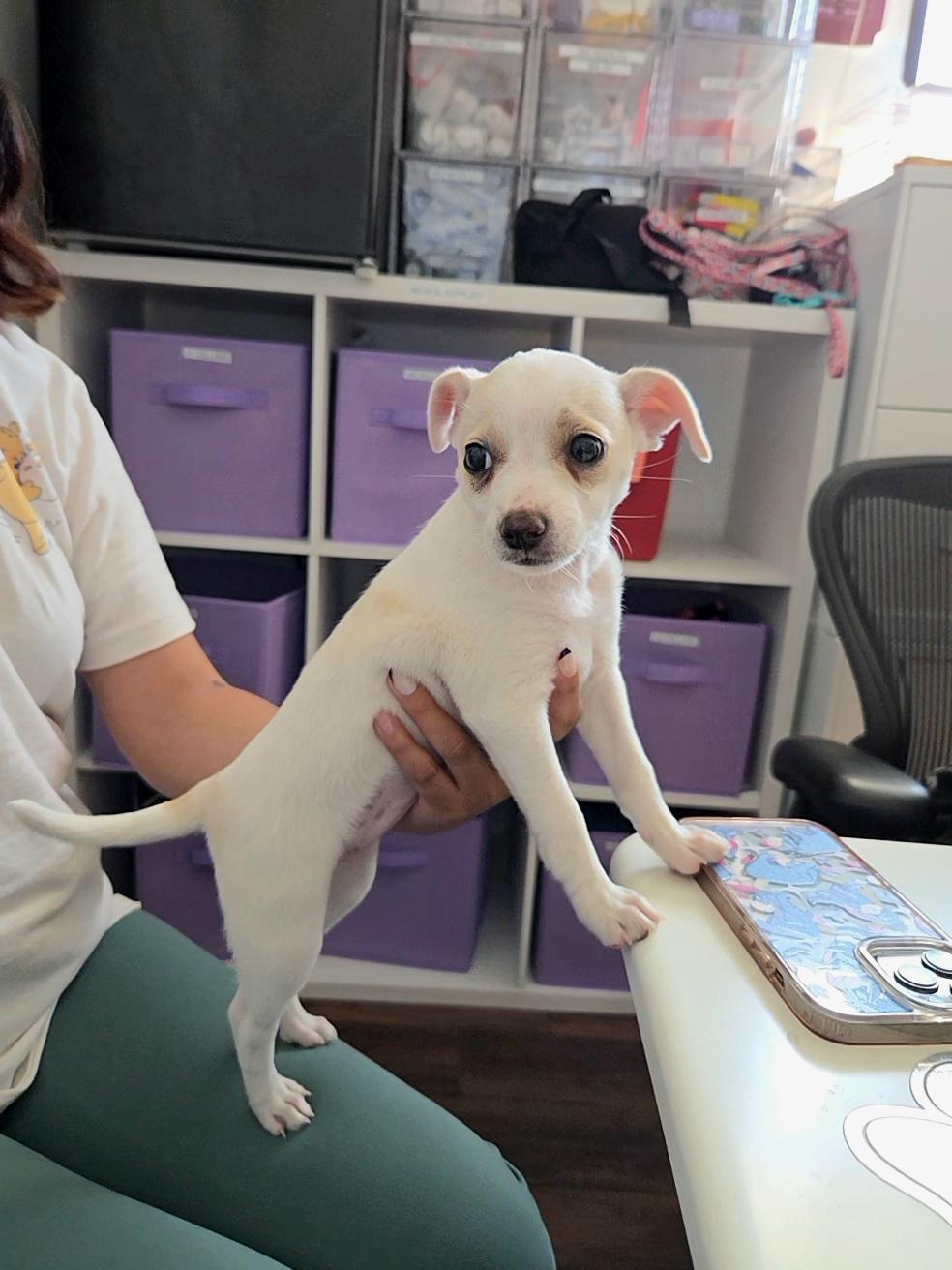 Fenty, a ADOPTABLE mixed breed in West Hollywood, CA image 4/5