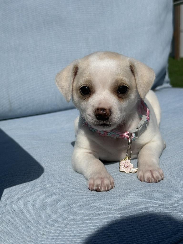 Fenty, a ADOPTABLE mixed breed in West Hollywood, CA image 2/5