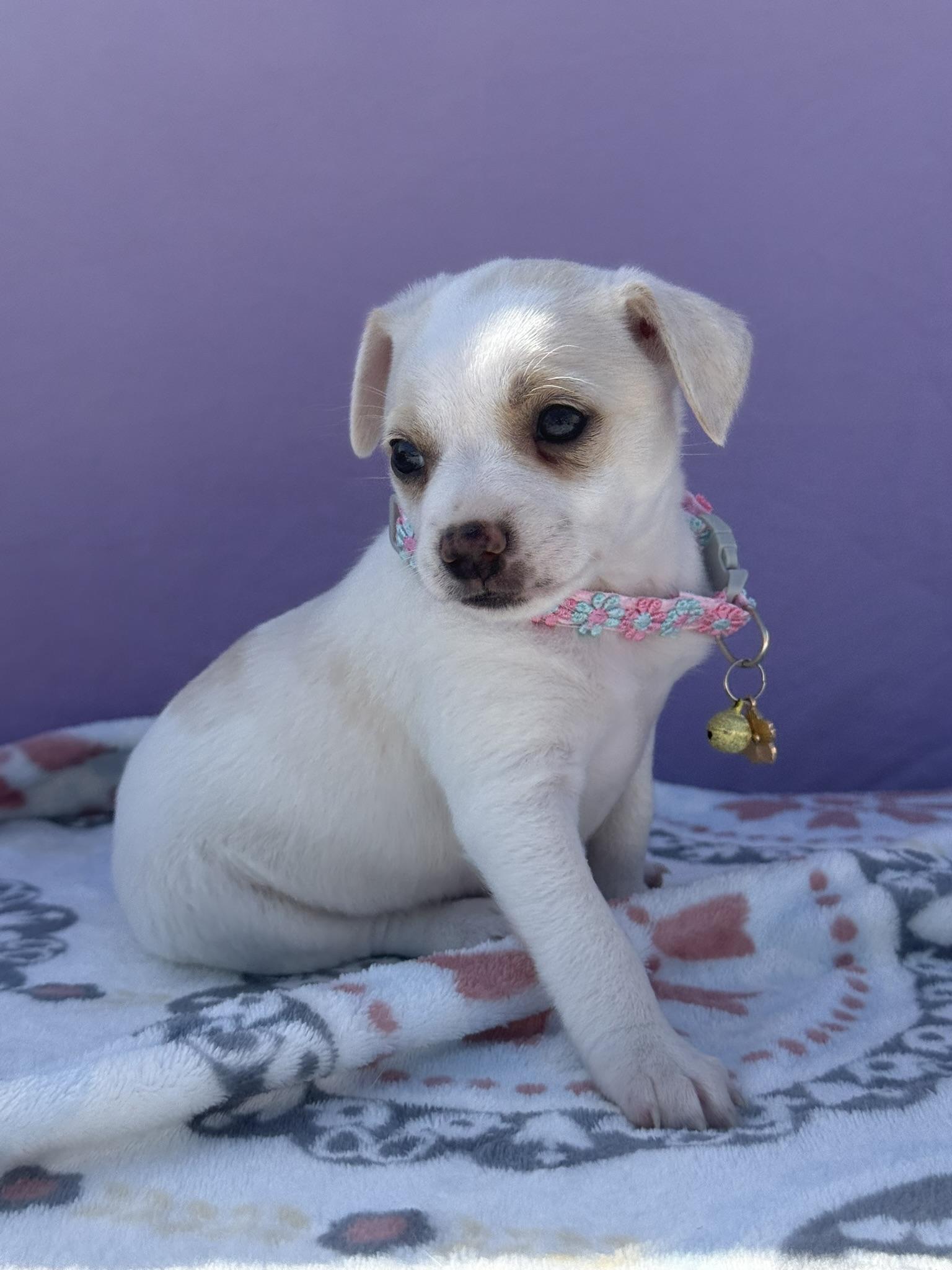 Fenty, a ADOPTABLE mixed breed in West Hollywood, CA image 1/5