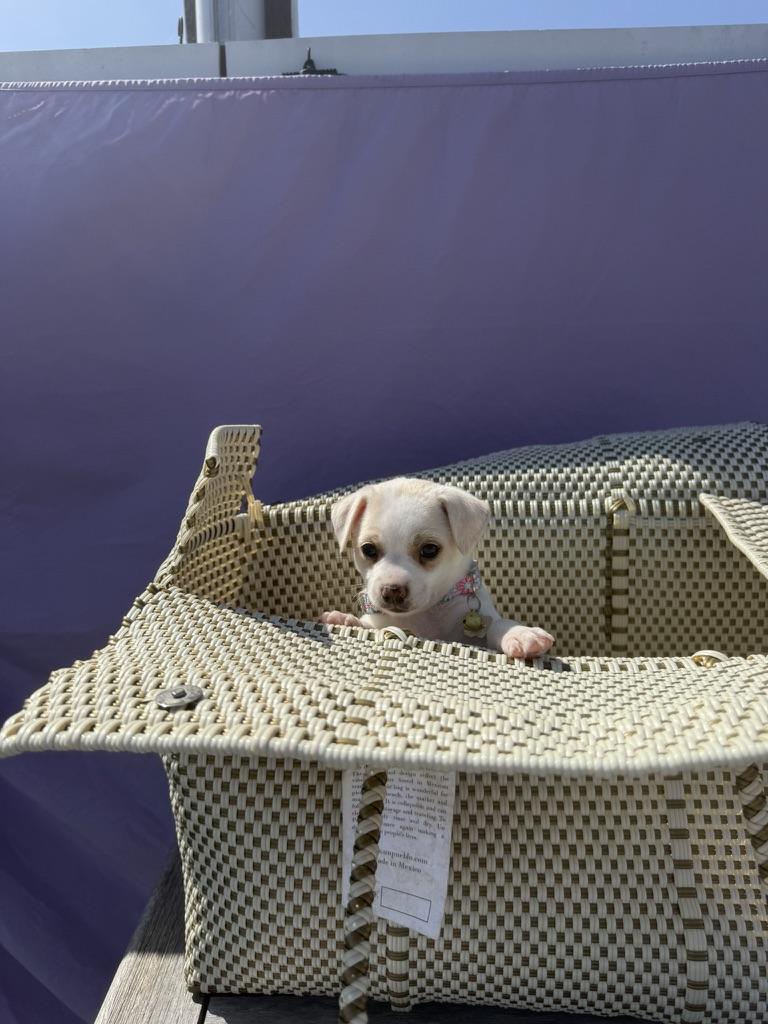 Fenty, a ADOPTABLE mixed breed in West Hollywood, CA image 5/5