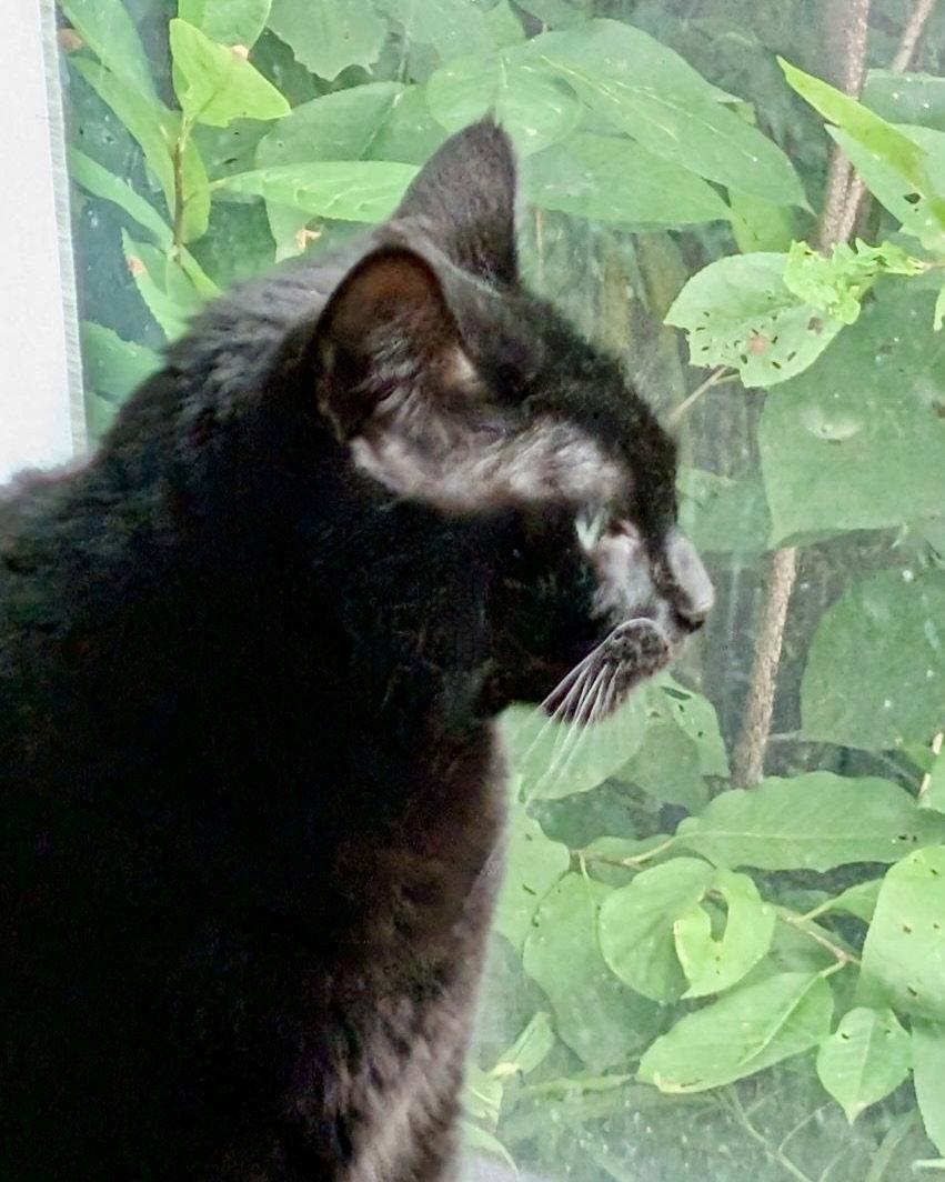 Enlarge Tappy, a Adoptable Domestic Short Hair in Forest Lake, MN image 2/3