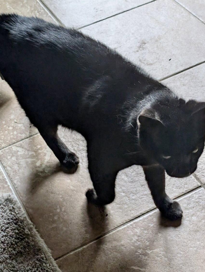 Enlarge Tappy, a Adoptable Domestic Short Hair in Forest Lake, MN image 3/3