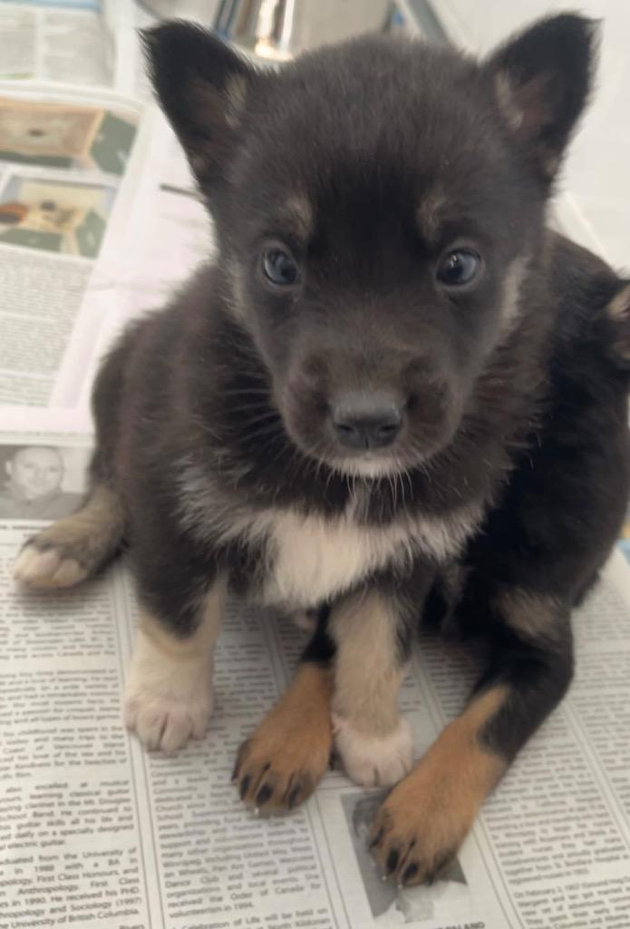 Nick Chubb, Adoptable, Puppy Male Shepherd & Husky.
