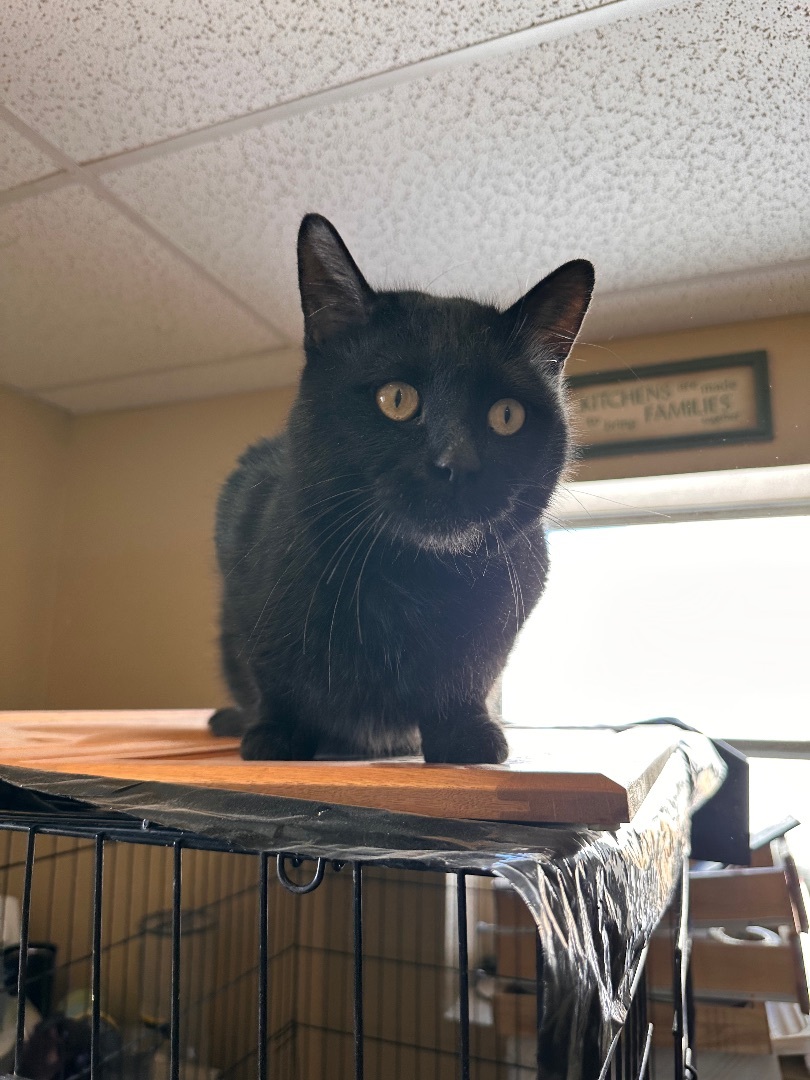 Tomcat, Adopted, Young Male American Shorthair.