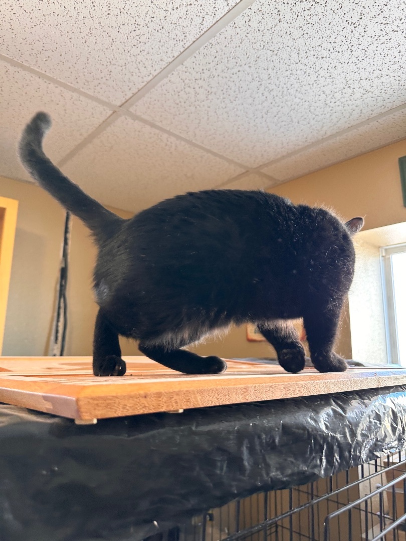 Enlarge Tomcat, a Adopted American Shorthair in Williston, ND image 2/2